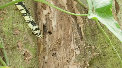 Static Close Up Of A Tiger Rat Snake Perched In A Tree Flicking Its Tongue Stock Footage 285872136