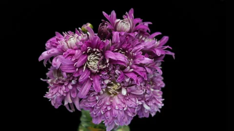 Static close up time lapse shot of a pink chrysanthemum flowers opening against Stock Footage 117501611