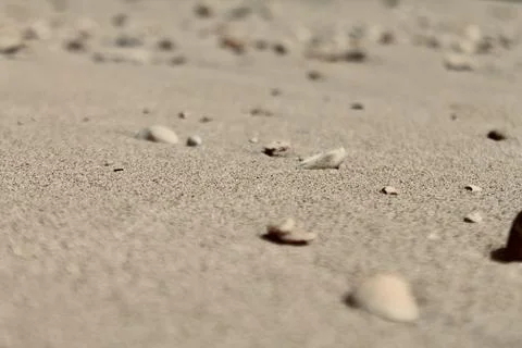 Static Close-Up of Tiny Seashells on Beach Sand with Shallow Depth of Field Stock Photos