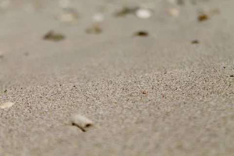 Static Close-Up of Tiny Seashells on Beach Sand with Shallow Depth of Field Фото