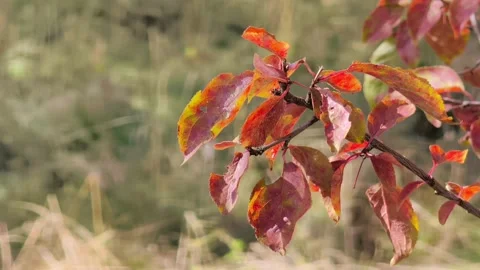 Static close-up of a tree branch with red autumn leaves. Stockbeeldmateriaal 346075181