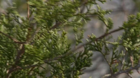 Static close up of tree branches at Georgia's Stone Mountain Video stock 74488753