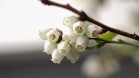 Static Close-Up twig with beautiful white blueberry blossom. Stock Footage 151819613