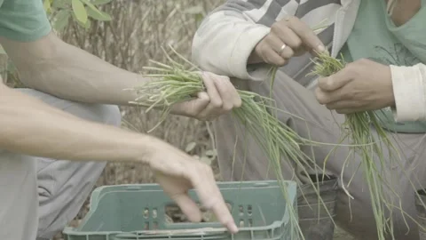 Static Close-up of Two People Cleaning Freshly Harvested Scallions/Chives Stock Footage 320634452