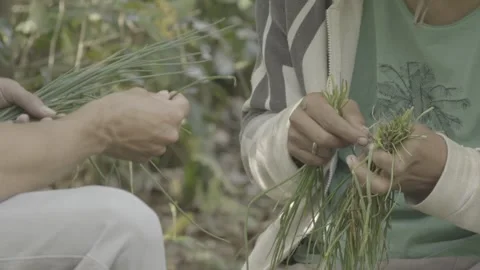 Static Close-up of Two People Cleaning Freshly Harvested Scallions/Chives Stock Footage 320634453