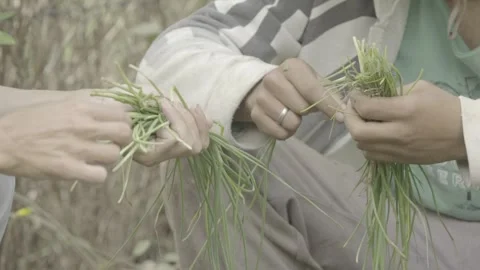 Static Close-up of Two People Cleaning Freshly Harvested Scallions/Chives Stock Footage 320634488