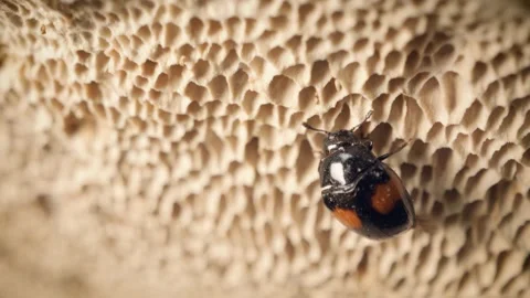 Static close-up of the two-spotted pleasing fungus beetle (Tritoma bipustulata) Stock Footage 315171265