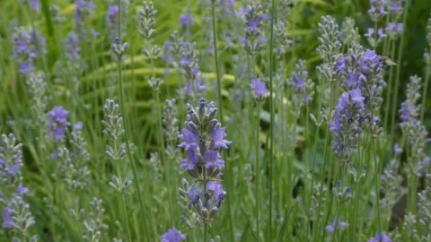 Static close up video of blooming lavender flowers with flying bee Stock Footage 337616610