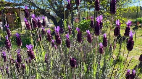 Static, close-up video of a group of violet flowers 스톡 동영상 282733925
