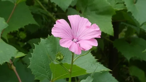 Static close up video of pink mallow flower swaying outdoors Vidéo 340878919