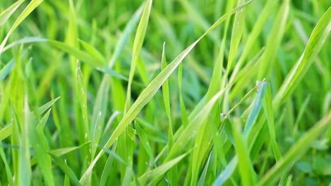 A static, close-up video, shot from the side at a slight angle from above, .. Stock Footage 335837938