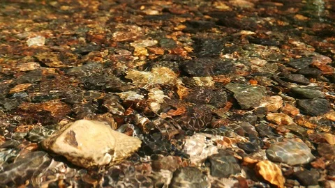 Static close up view of crystal clear tropical forest stream water Stock-Footage 122129703