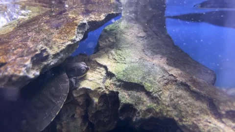 Static close view of a small turtle resting underwater beside submerged wood in Stock Footage 346810620