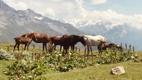 Static close up view of standing flock of horses with caucasian mountain back Stock-Footage 145547678