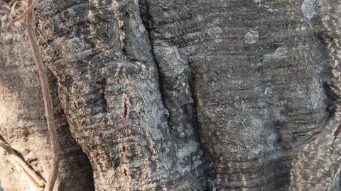 Static Close Up of Weathered Melinjo Tree Bark Texture Stock Footage 346983832