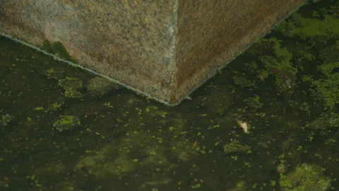 Static Close-up of Weathered Stone Base in Algae-Covered Murky Water Stock Footage 329455335