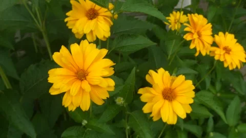 Static close up of yellow daisy flowers in summer garden video Stock Footage 337818115