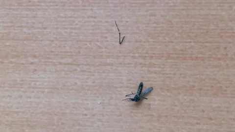 Static Closeup Macro Dead Mosquito on Wooden Floor Broken Wing 4K 스톡 동영상 343067383