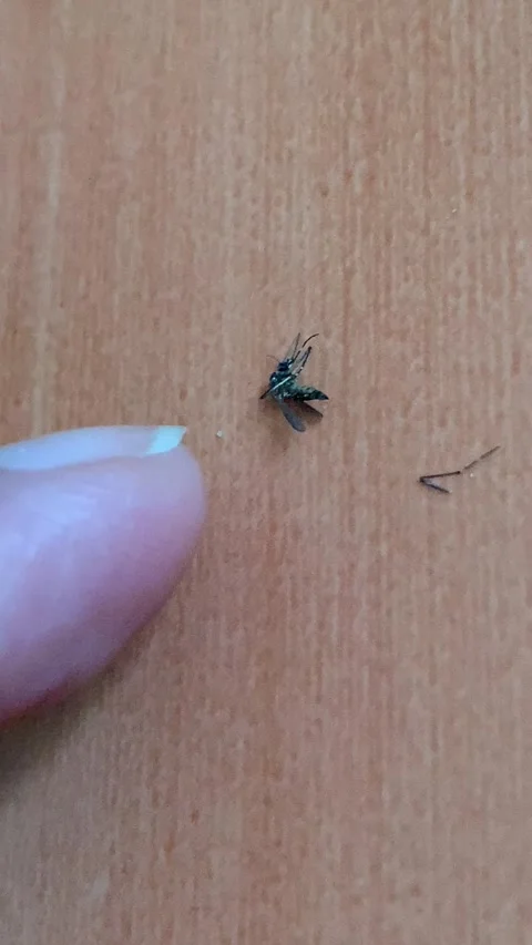 Static Closeup Macro Index Finger Checking Swatted Mosquito on Wood Floor 4K 스톡 동영상 343067382