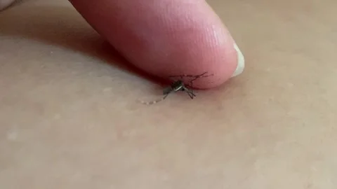 Static Closeup Macro Index Finger Squishing Stunned Mosquito on Skin 4K 스톡 동영상 343067655
