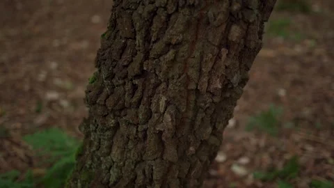 Static closeup shot of a tree stump with rustic bark Vídeo Stock 253796808