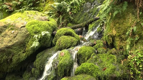 Static Coal Creek 1Min 스톡 동영상 129393973