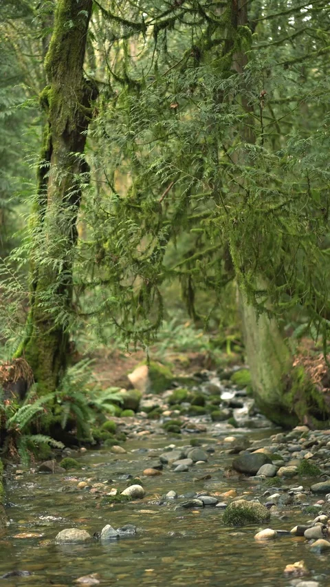 Static Coal Creek 30sec 1 Video stock 129394197