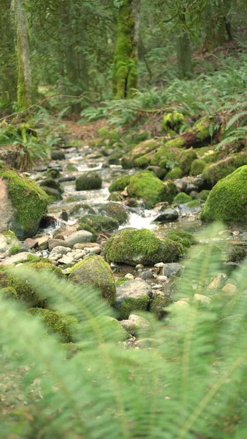 Static Coal Creek 30sec 2 Video stock 129394228