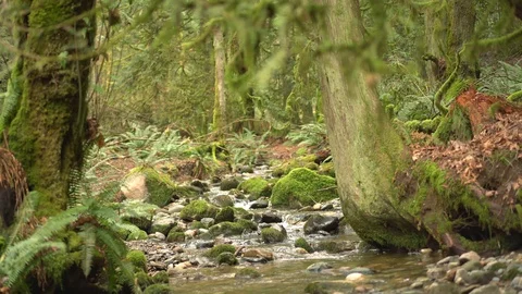 Static Coal Creek 30Sec 4 動画素材 129393981