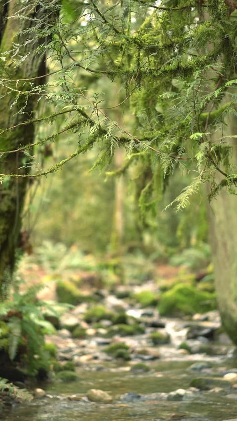 Static Coal Creek 30sec 5 Video stock 129394275