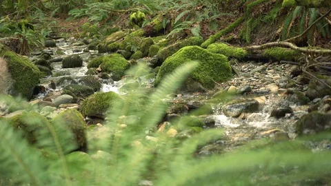 Static Coal Creek 30Sec 6 動画素材 129394079