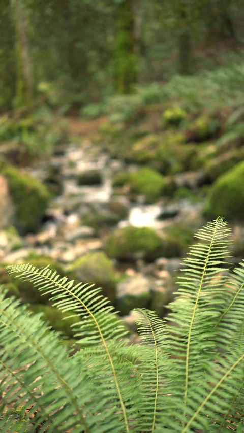 Static Coal Creek 30sec 6 스톡 동영상 129394271