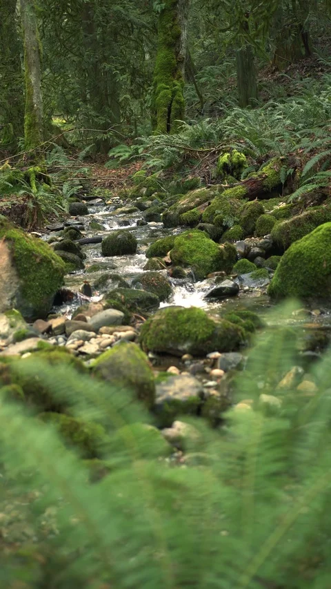 Static Coal Creek 30sec 8 Video stock 129394336