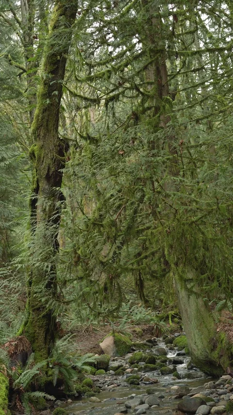 Static Coal Creek 30sec Video stock 129394207