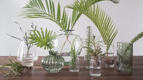 Static Collection of Plants on a table in the wind close Stock Footage 103852729