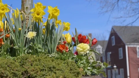Static Daffodils at The Monument ON Main Street During the Daffodil Parade Stock Footage 87839452