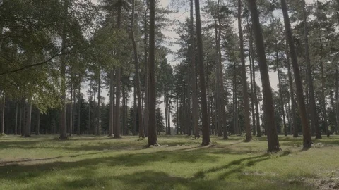 Static of a dense woodland Stock Footage 112965809