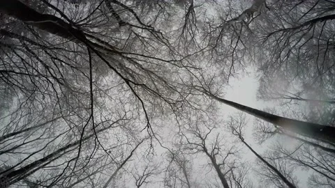 Static down top view of snowy forest 4k Stock Footage 166783632