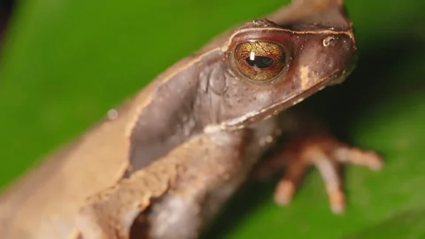 Static Extreme Close Up 4K Shot Of The Face Of A Brown Forest Toad On Green Leaf Stock Footage 285861847