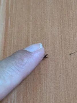 Static Extreme Close Up Macro of Finger Pressing Mosquito on Wood Table Stock Photos