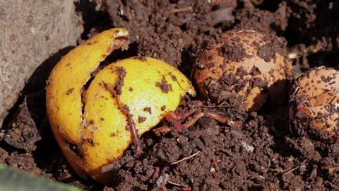 Static Extreme Close Up Shot of Earthworms Wriggling on Citrus Peels and Stock Footage 336433343