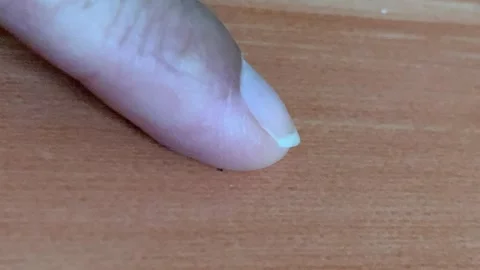 Static Extreme Closeup Macro Index Finger Squishing Stunned Mosquito 4K 스톡 동영상 343067389