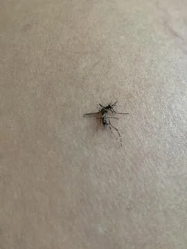 Static Extreme Closeup Macro Mosquito Resting on Human Skin 4K Foto stock