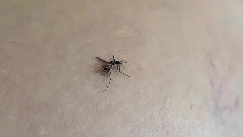 Static Extreme Closeup Macro Stunned Mosquito Lying on Human Skin 4K Video stock 343067568