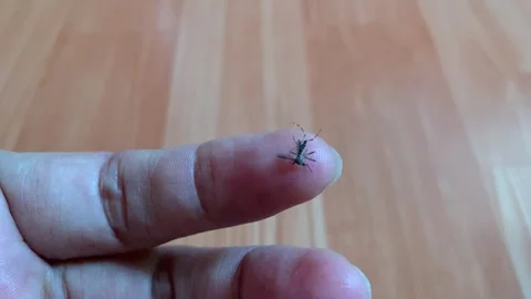 Static Extreme Closeup Macro Stunned Mosquito Resting on Human Finger 4K 스톡 동영상 343067787