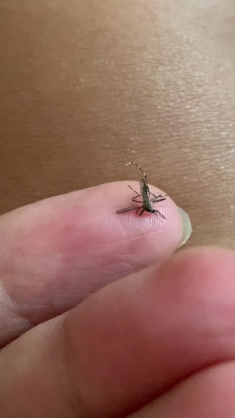 Static Extreme Closeup Macro Weak Mosquito Lying on Human Fingertip 4K Video stock 343067752
