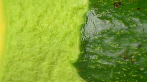 Static Extreme Macro Of Avocado Green Skin And Flesh Texture 4K Stock Footage 322087173