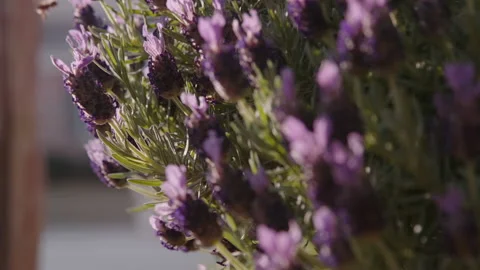 Static Flying Bee Landing on Open Lavender Flowers with Highlights Video stock 133018536