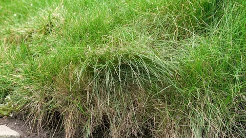 Static focus on green grass clomp during light rain. Video stock 87860037