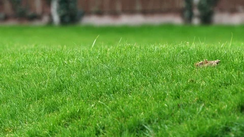 Static focus on green grass during light rain. With brown fence in background Video stock 87852643